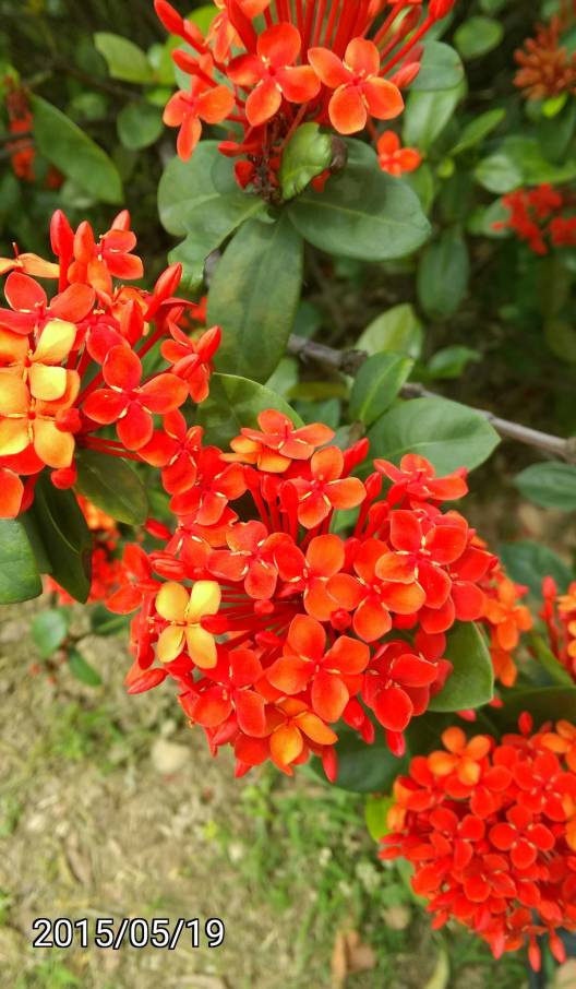 裂瓣仙丹花、Ixora chinensis, West Indian Jasmine